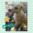 CANCA
